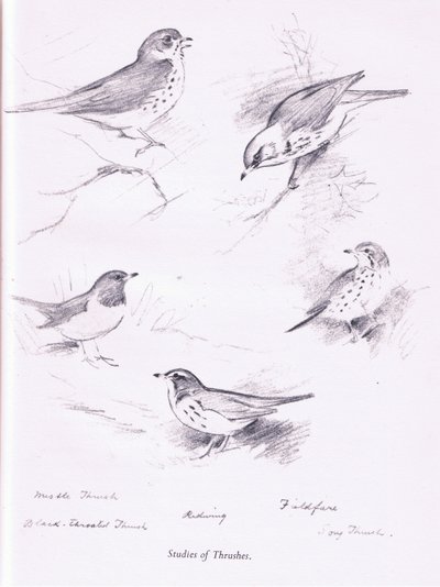 Studie van Lijsters door Archibald Thorburn