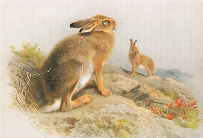 De berghaas en de Ierse haas in de herfst, uit Thorburns Zoogdieren gepubliceerd door Longmans and Co, ca. 1920 door Archibald Thorburn