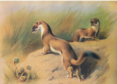 De hermelijn, uit Thorburns Zoogdieren gepubliceerd door Longmans and Co, ca. 1920 door Archibald Thorburn