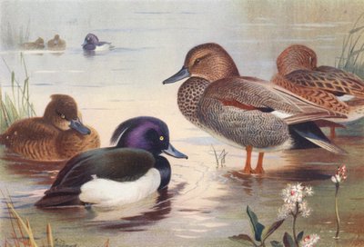 Kuifeend (mannetje en vrouwtje), Krakeend (mannetje en vrouwtje) door Archibald Thorburn