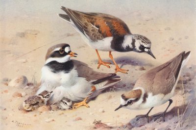 Steenloper (zomer), Bontbekplevier, Strandplevier door Archibald Thorburn