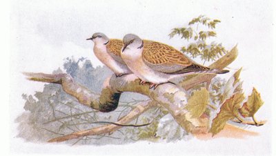 Tortelduif, uit Birds of the British Isles and Their Eggs gepubliceerd door Frederick Warne & Co Ltd, 1958 door Archibald Thorburn