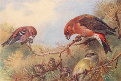 Witbandkruisbek, Kruisbek (mannetje en vrouwtje) door Archibald Thorburn