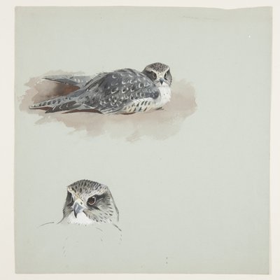 Twee kleuren schetsen van smelleken, c.1915 door Archibald Thorburn