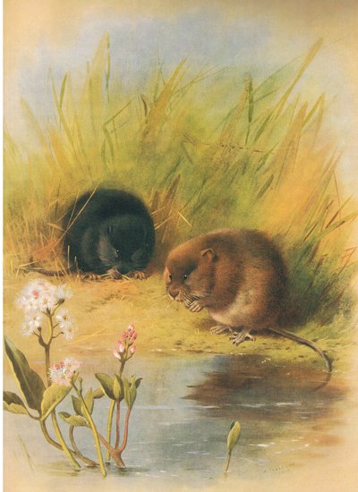 Waterspitsmuis, uit Thorburns Zoogdieren gepubliceerd door Longmans en Co, ca. 1920 door Archibald Thorburn