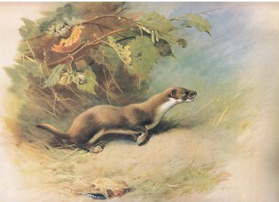 Wezel, uit Thorburns Zoogdieren gepubliceerd door Longmans and Co, ca. 1920 door Archibald Thorburn