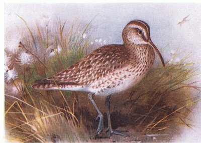 Regenwulp, uit Birds of the British Isles and Their Eggs gepubliceerd door Frederick Warne & Co Ltd, 1958 door Archibald Thorburn