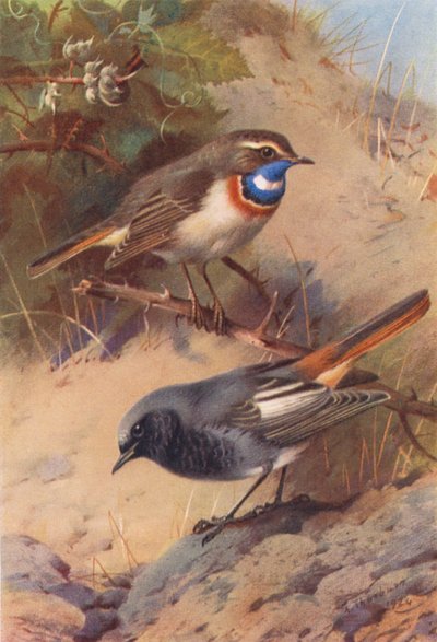Blauwborst, Zwarte Roodstaart door Archibald Thorburn