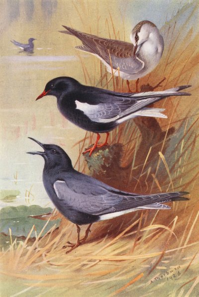 Witvleugelzwarte Stern (volwassen en jong), Zwarte Stern door Archibald Thorburn