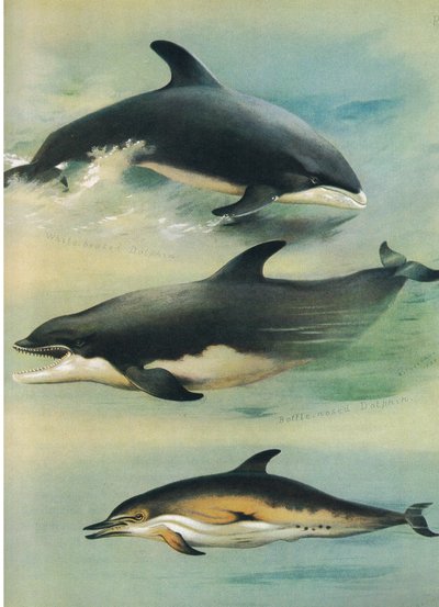 Witsnuitdolfijn, Tuimelaar en Gewone Dolfijn, uit Thorburns Zoogdieren gepubliceerd door Longmans en Co, ca. 1920 door Archibald Thorburn