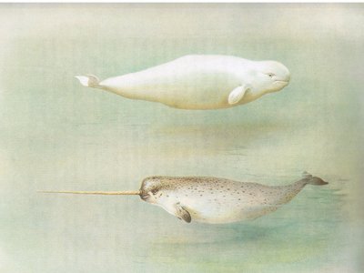 Witte walvis en narwal, uit Thorburns Zoogdieren gepubliceerd door Longmans and Co, ca. 1920 door Archibald Thorburn