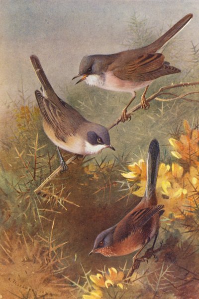 Grasmus, Braamsluiper, Dartfordse Zanger door Archibald Thorburn
