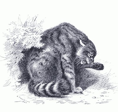 Wilde kat, uit Thorburn