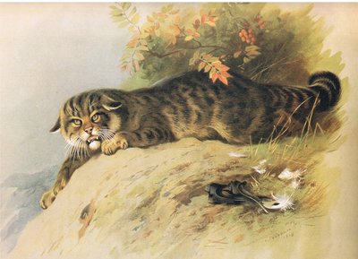 Wilde kat, uit Thorburns Zoogdieren gepubliceerd door Longmans and Co, ca. 1920 door Archibald Thorburn