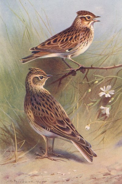 Boomleeuwerik, Veldleeuwerik door Archibald Thorburn