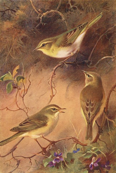 Boszanger, Fitis, Tjiftjaf door Archibald Thorburn