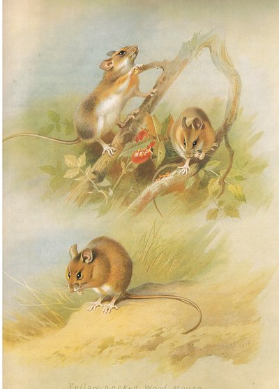 Geelnek muis en St Kilda bosmuis, uit Thorburn