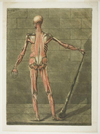 Achteraanzicht van de Spiermens, plaat negen uit Complete Cursus Anatomie door Arnauld Eloi Gautier D