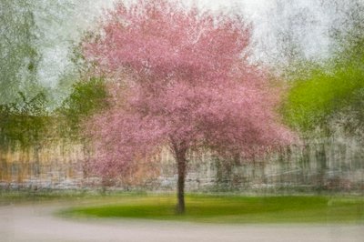 Vervagende roze lenteboom door Arne Östlund