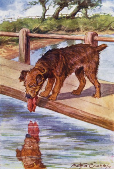 Aesopus