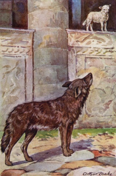 Aesopus
