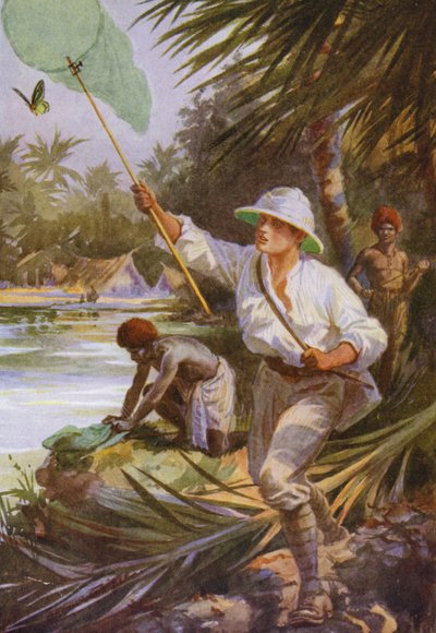 Mooie vlinders: Een verzamelaar aan het werk in Nieuw-Guinea door Arthur Twidle