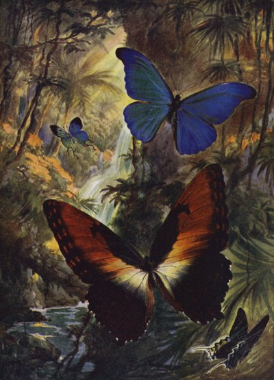 Mooie vlinders: De twee mooiste morpho