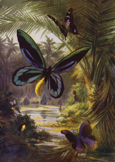 Mooie Vlinders: Troides Alexandrae, de grootste van alle vlinders door Arthur Twidle