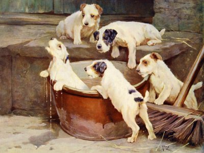 De Orde van het Bad - puppy