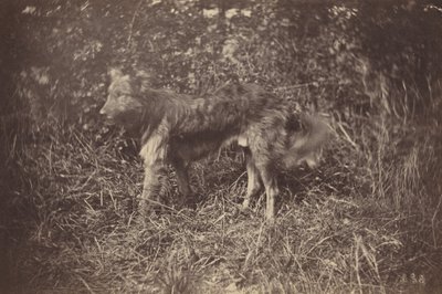 Studie van een hond,eind jaren 1870 (foto) door Auguste Giraudon