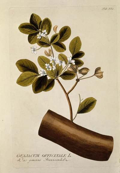 Botanisch: 