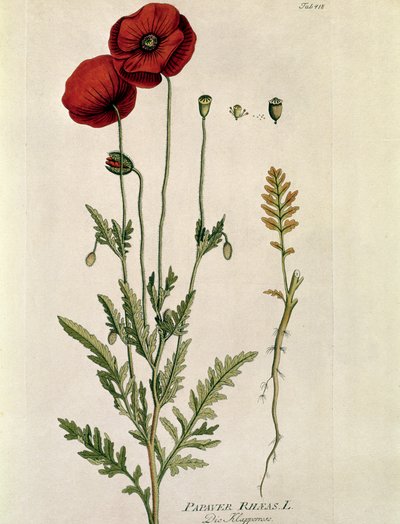 Botanisch: 
