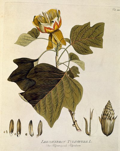 Botanisch: 