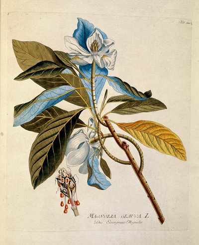 Botanisch: 