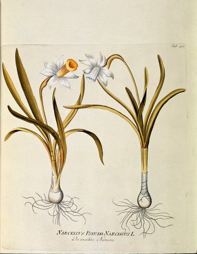 Botanisch: 