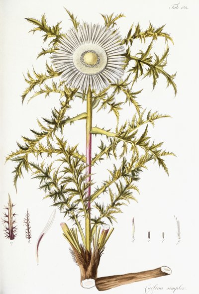 Carlina Simplex door Austrian School