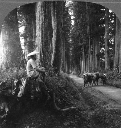 De heilige weg naar Nikko, Japan, 1905 door B. L. Singley