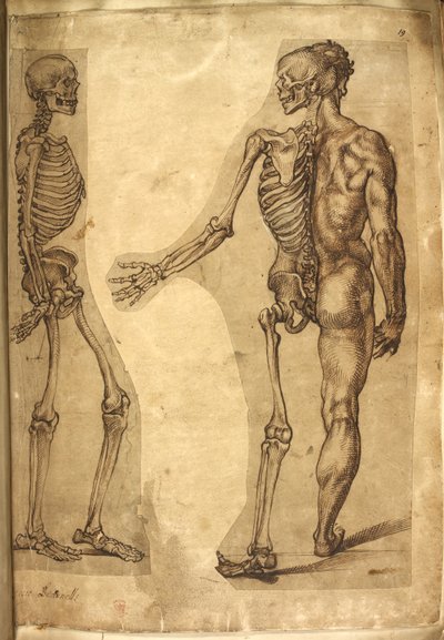 Menselijk skelet en halve figuur, uit 