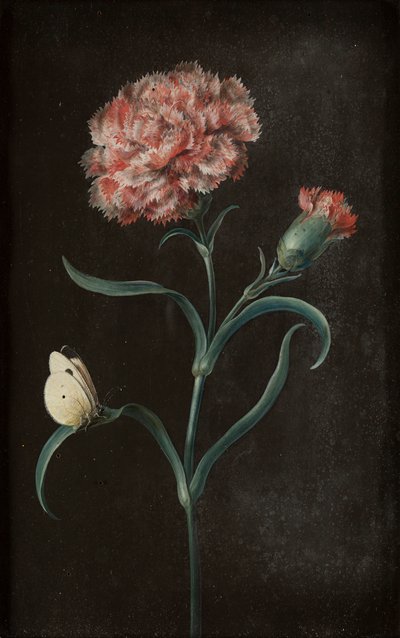 Set van vier stillevens met vlinders door Barbara Regina Dietzsch