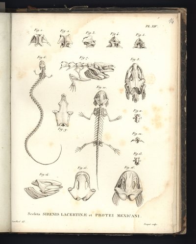 Sceleta Strenis Lacertinae et Protei Mexicani, plaat XIV, Osteologie van de sirenomelia en axolotl door Baron Friedrich Alexander von Humboldt