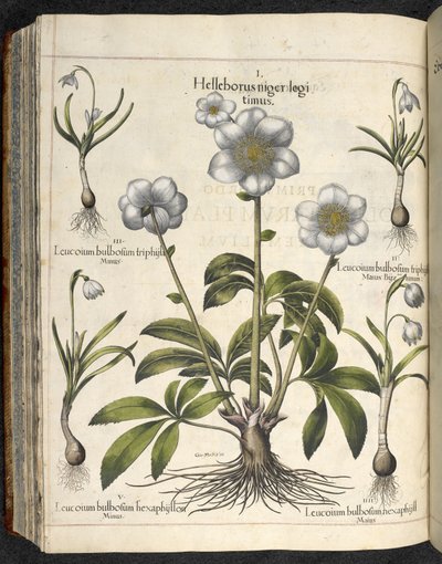 Helleborus niger, Illustratie uit 