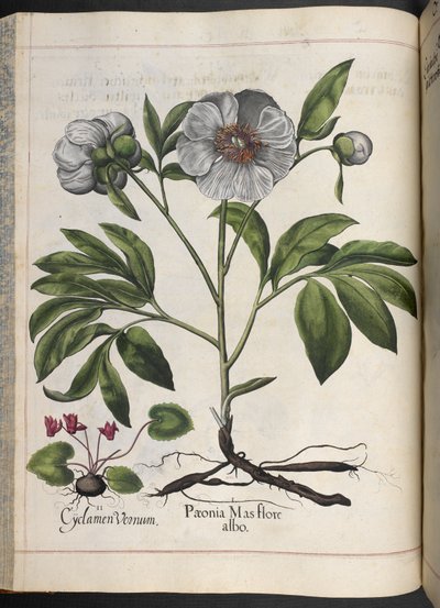 Plaat 106: Cyclamen Vernum, Paonia Mas flore albo, uit Hortus Eystettensis, door Basilius Besler door Basilius Besler