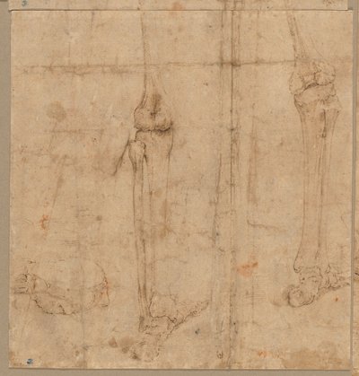 Onderste Helft van Skelet van Achteren, vroege 1540s door Battista Franco