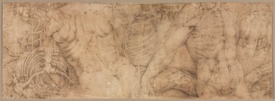 Torsos met ribbenkasten door Battista Franco