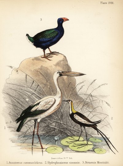 Aziatische openbekooievaar, fazantstaartjacana en takahe door Bauerrichter