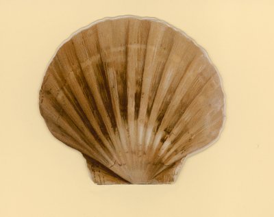 Illustratie voor boekje getiteld Zee Schelpen door Benjamin D. Sigmund