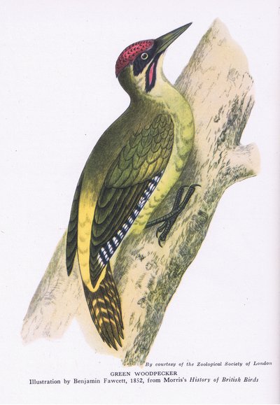 Groene Specht, Natuur in Groot-Brittannië uitgegeven door Collins door Benjamin Fawcett