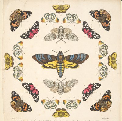 Detail van Plaat XII, uit Een Zeldzame Afbeelding van Vlinders en Motten, uitgegeven 1764 door Benjamin Wilkes