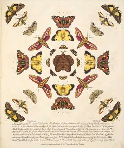 Plaat IX, uit Een zeldzame afbeelding van vlinders en motten, uitgegeven 1764 (handgekleurde gravure) door Benjamin Wilkes