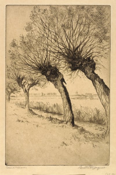 Knotwilgen, Rijsord, Nederland door Bertha E. Jaques
